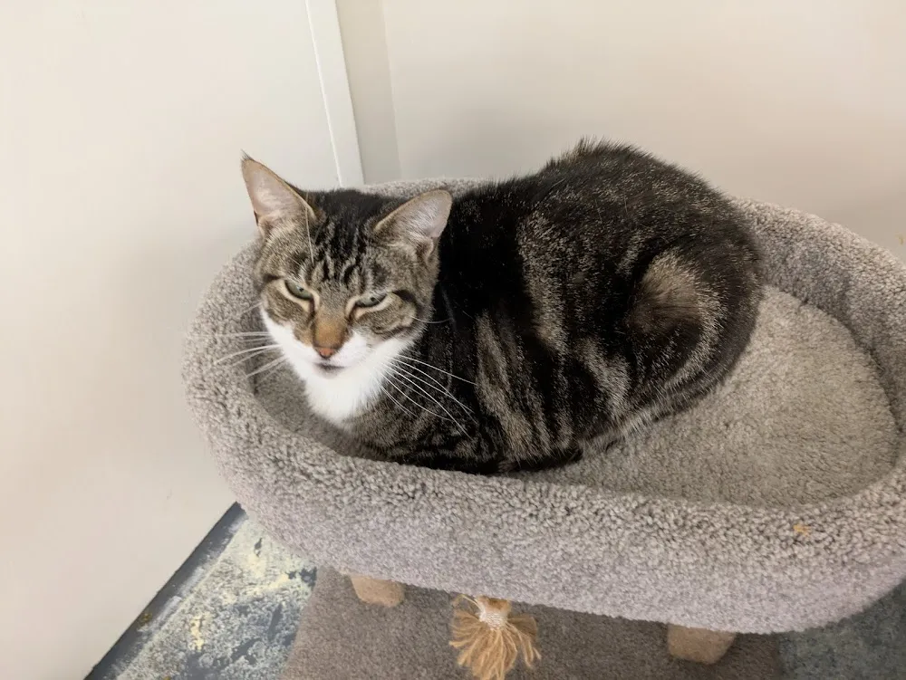 Whimsical Whiskers CatFae & Rescue cat cafe in Akron - atmosphere