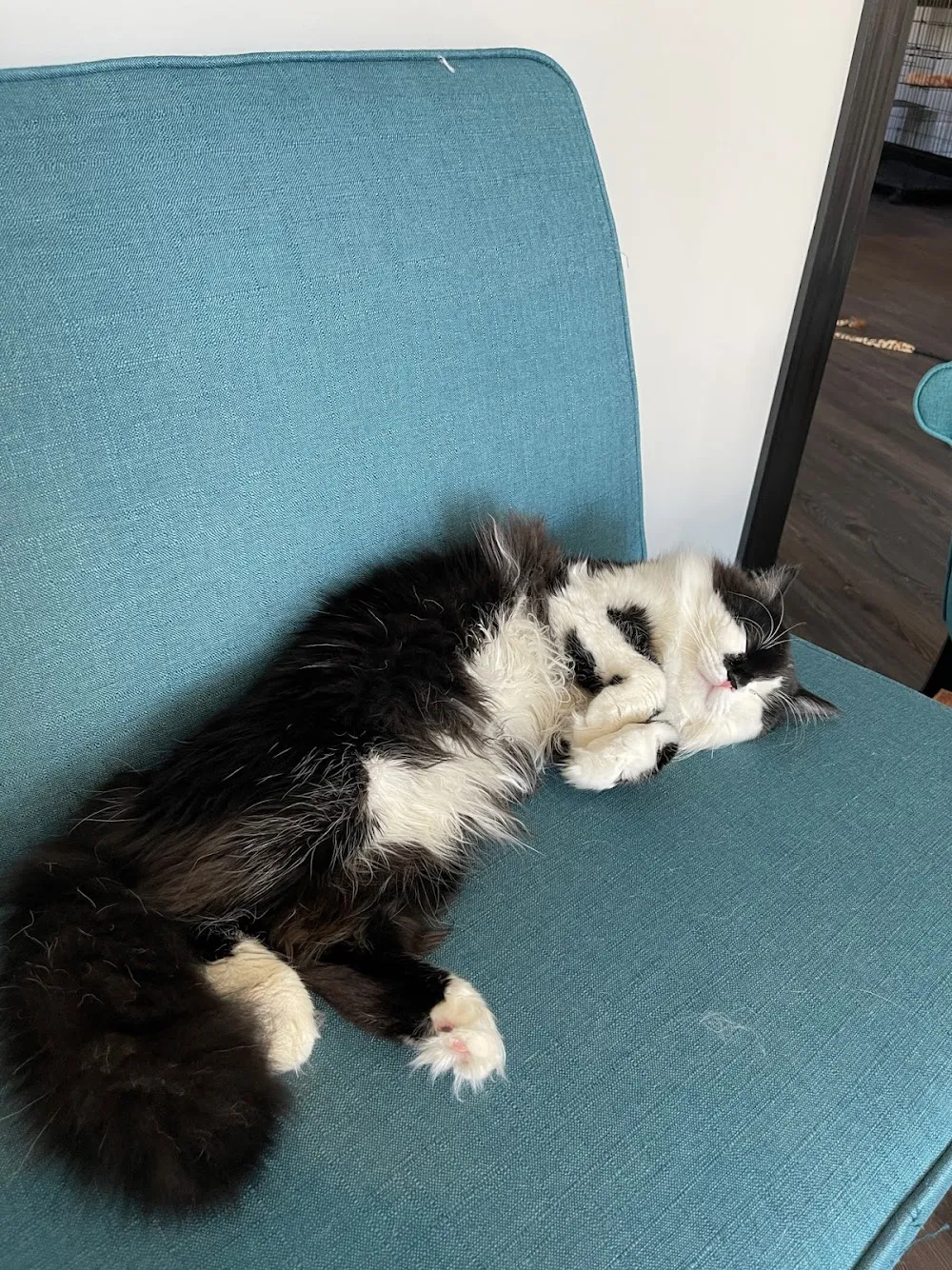 Whisker Station Cat Cafe and Lounge cat cafe in Kirkwood - interior