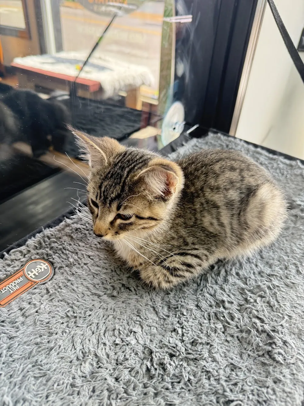 Whisker Station Cat Cafe and Lounge cat cafe in Kirkwood - cats