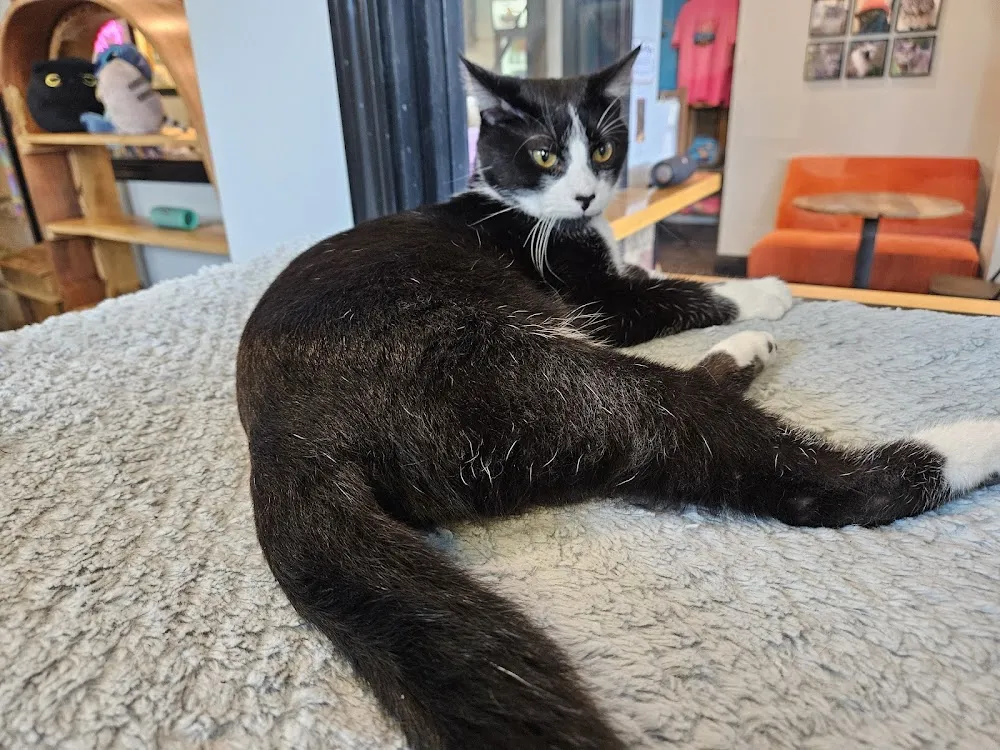 Whisker Station Cat Cafe and Lounge cat cafe in Kirkwood - atmosphere