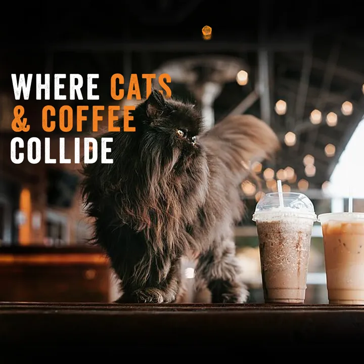 Whiskers and Soda cat cafe in Dallas - atmosphere