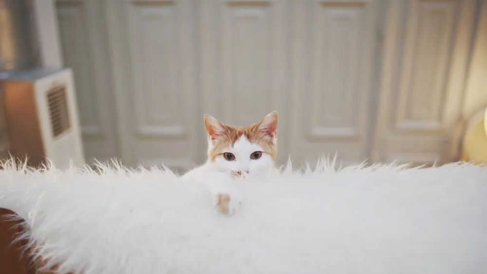 Whiskers Cat Cafe & Coffeehouse cat cafe in Kansas City - atmosphere