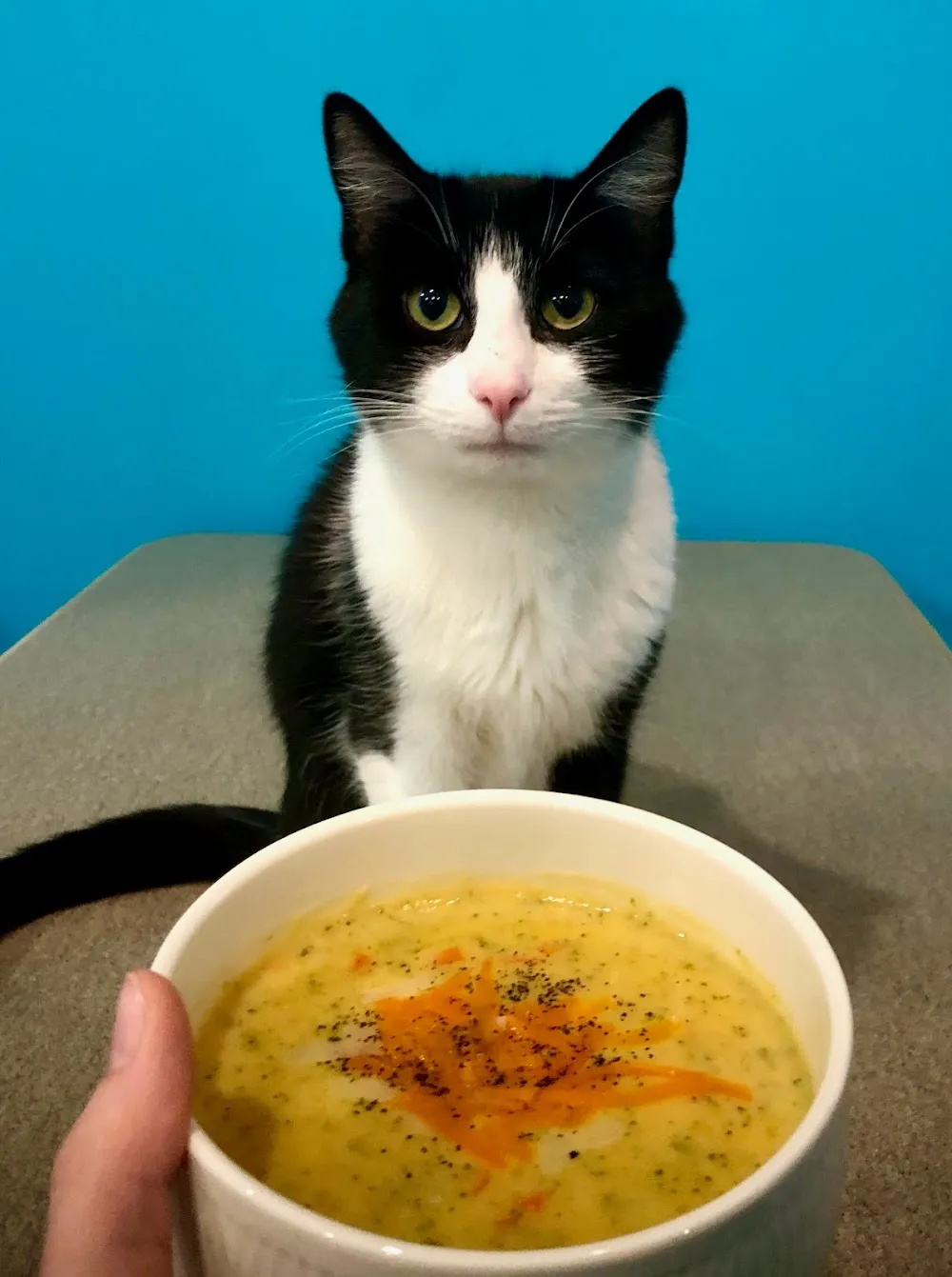 Whiskers Cat Cafe cat cafe in Grande Prairie - atmosphere