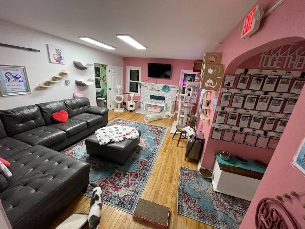 Whiskers Catnip Cottage cat cafe in Granville - cats