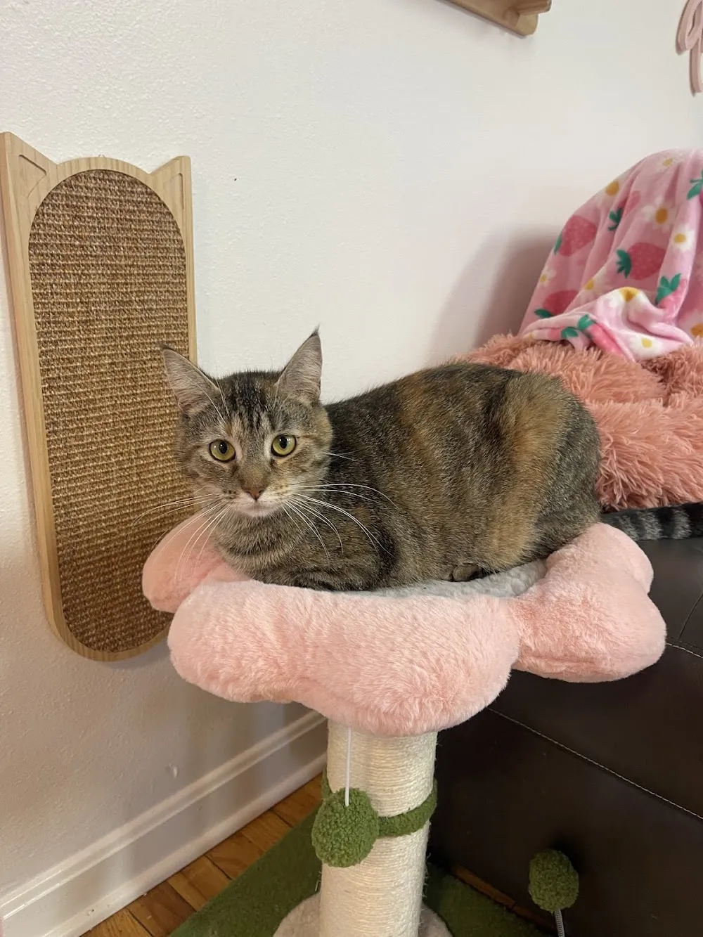 Whiskers Catnip Cottage cat cafe in Granville - atmosphere