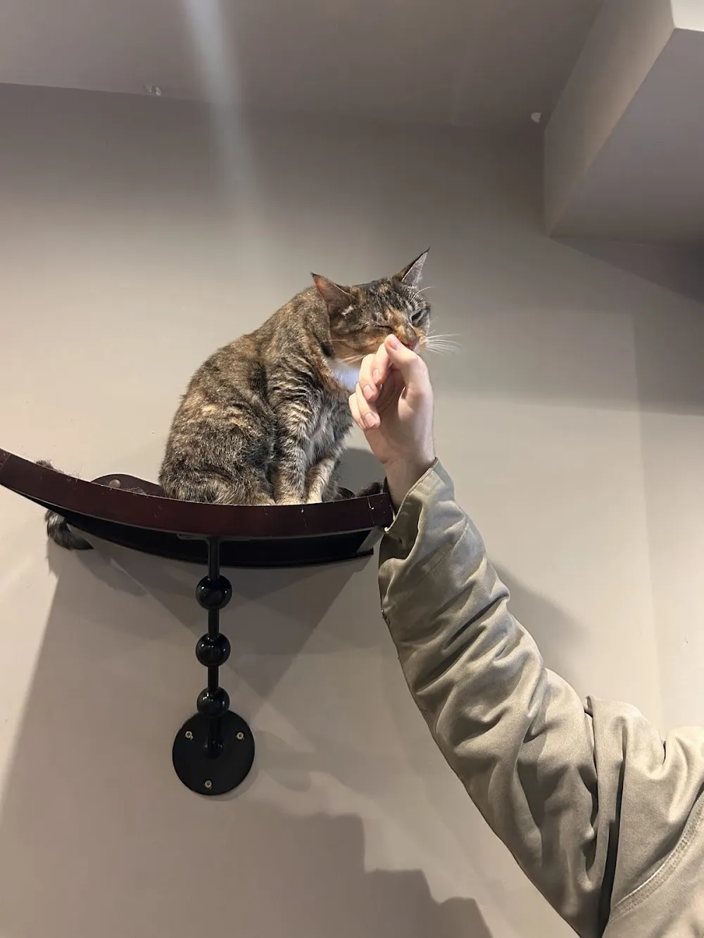 Whiskers & Cream Cat Cafe London cat cafe in London - atmosphere