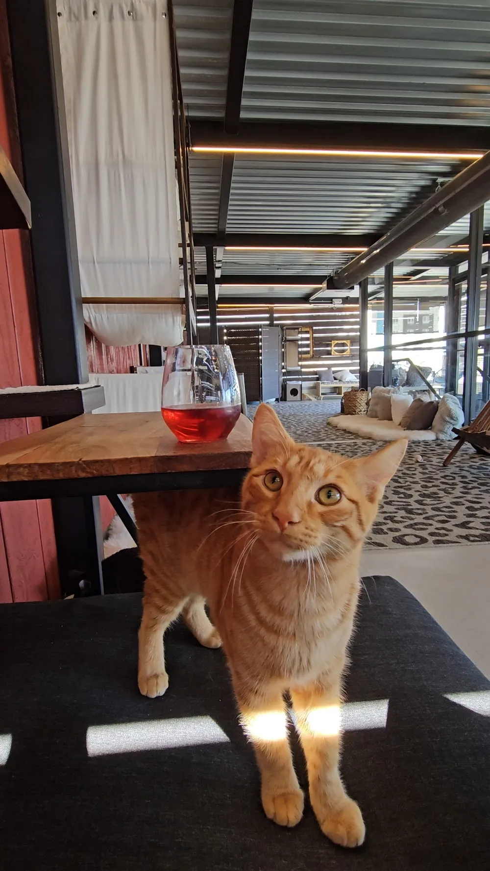Whiskers & Wine Cat Cafe - cat cafe in San Diego