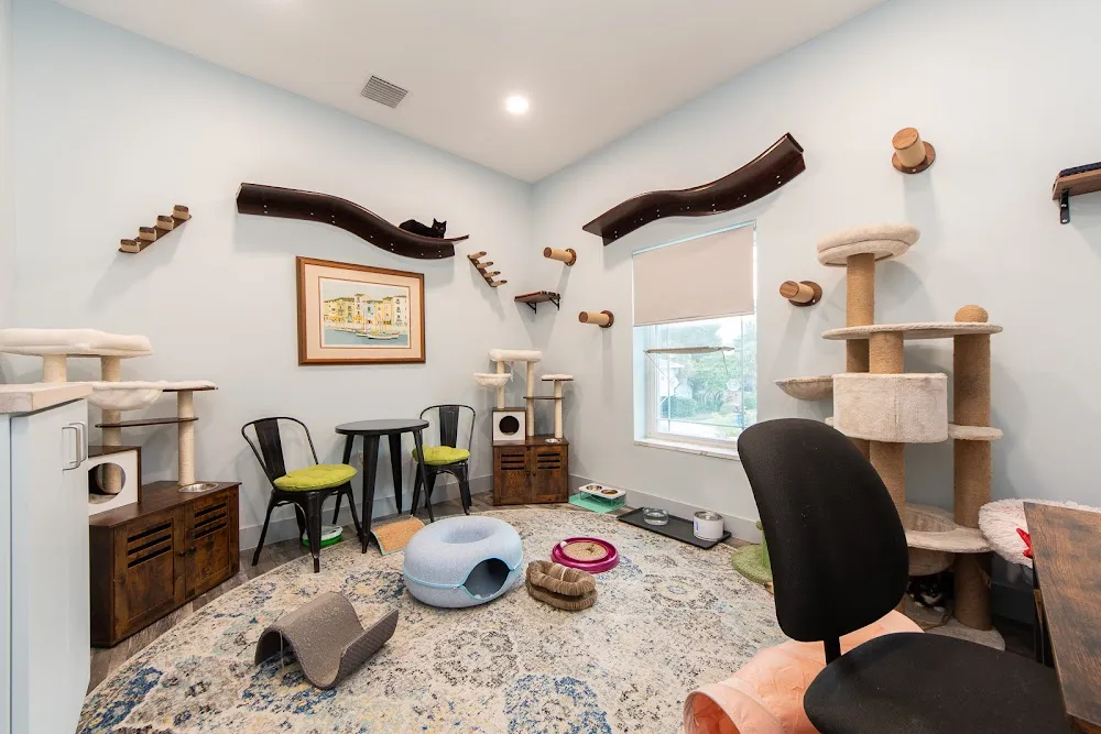 Whiskers Workspace - cat cafe in St. Petersburg