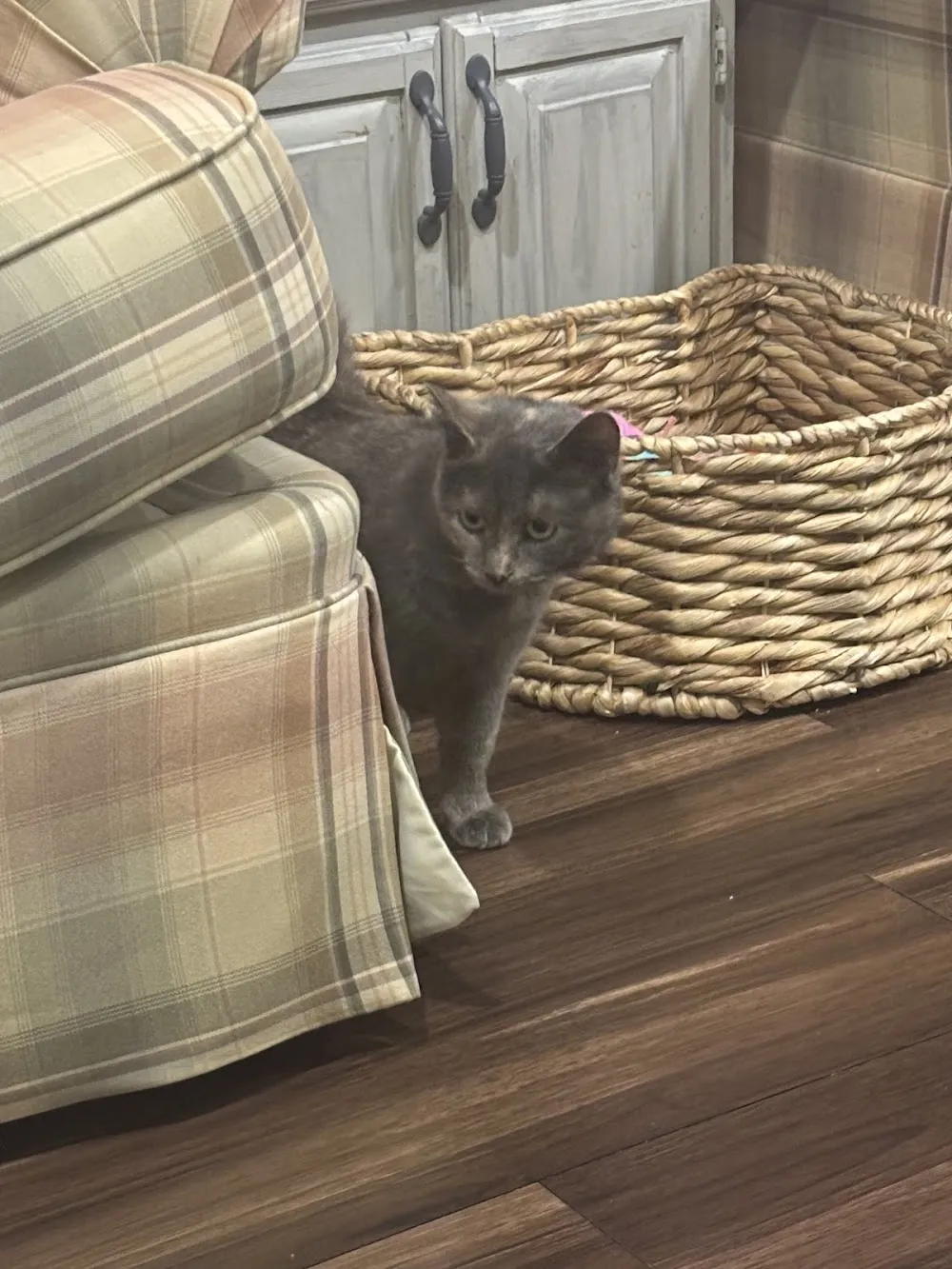 Yay For Strays - Cat Cafe cat cafe in Windsor - cats