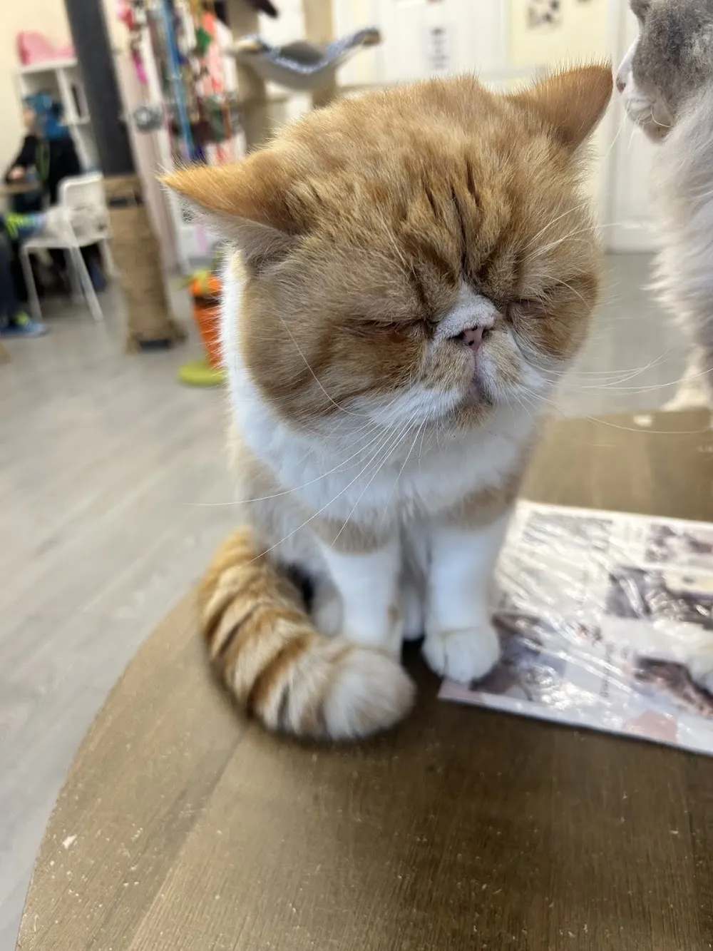 You Meow cat cafe in Newcastle upon Tyne - atmosphere